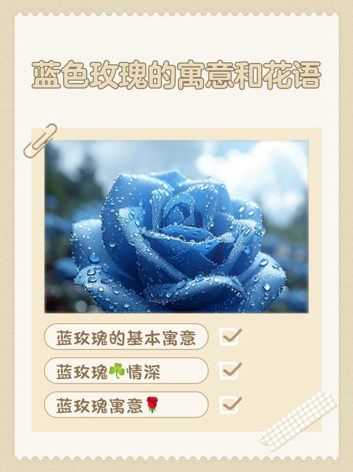 为什么在特殊场合不宜轻易赠送蓝玫瑰？