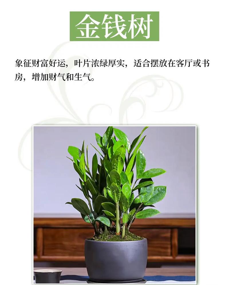 家里养什么花对风水有好处？