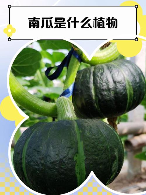 孕妇怀孕期间梦见南瓜土豆长在树上是什么预兆？