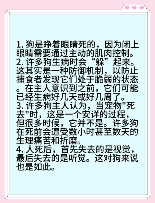 家里狗狗不幸离世，这究竟预示着什么不祥的征兆？
