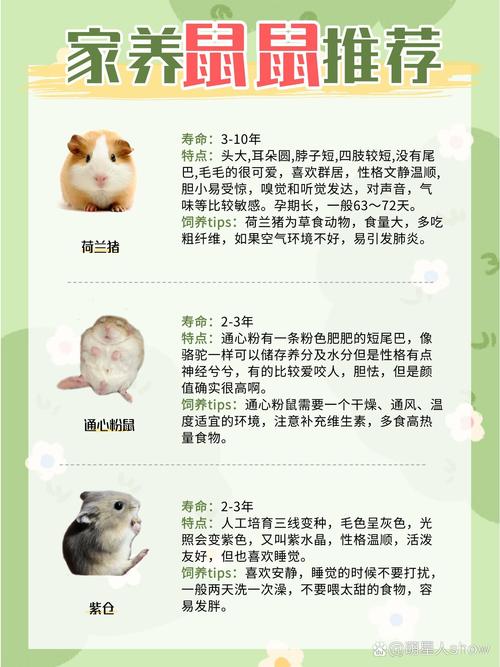 鼠属相究竟对应哪种动物？