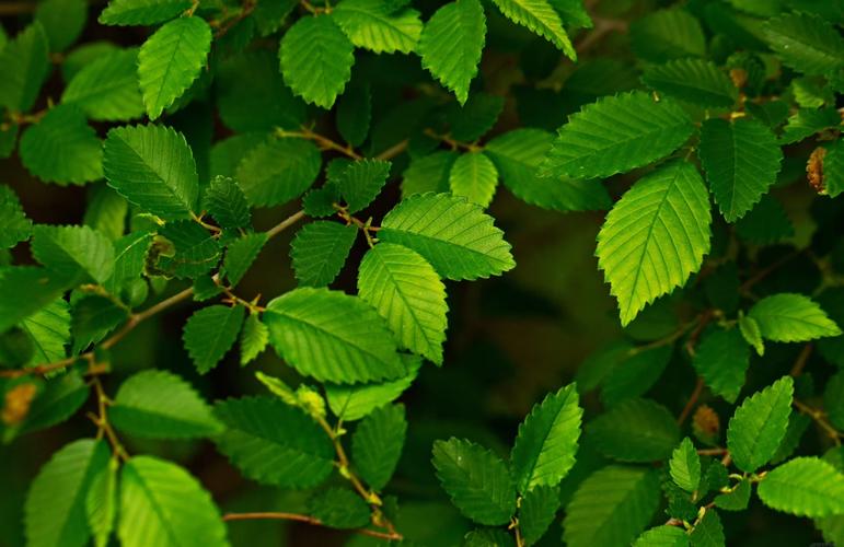 为什么风水上不嫩在特定位置种植榆树，榆树为何被称为鬼树？