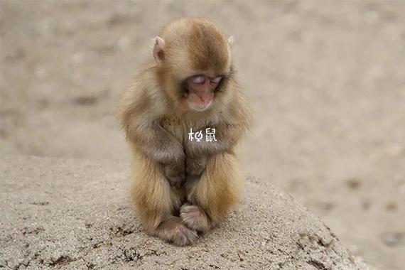 孕妇胎梦梦见一群猴子预示着什么含义？