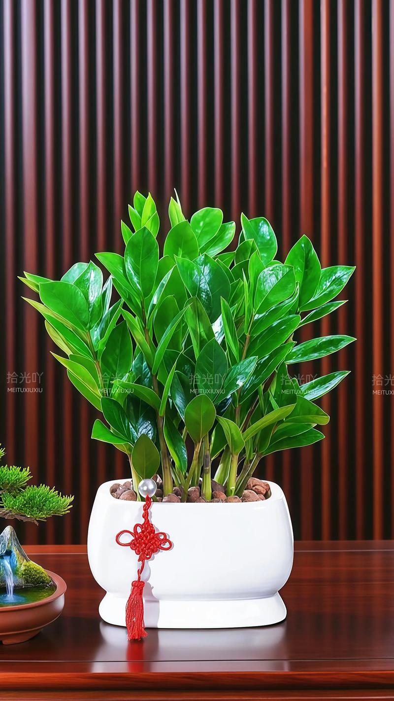 摇钱树的花语和寓意分别是什么？