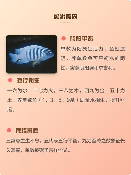 为什么养鱼会被认为与风水有密切关系？