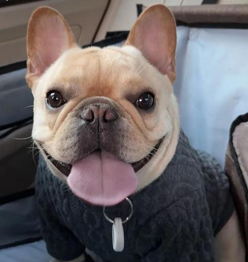 斗牛犬取个霸气名字，长尾巴的叫什么好呢？