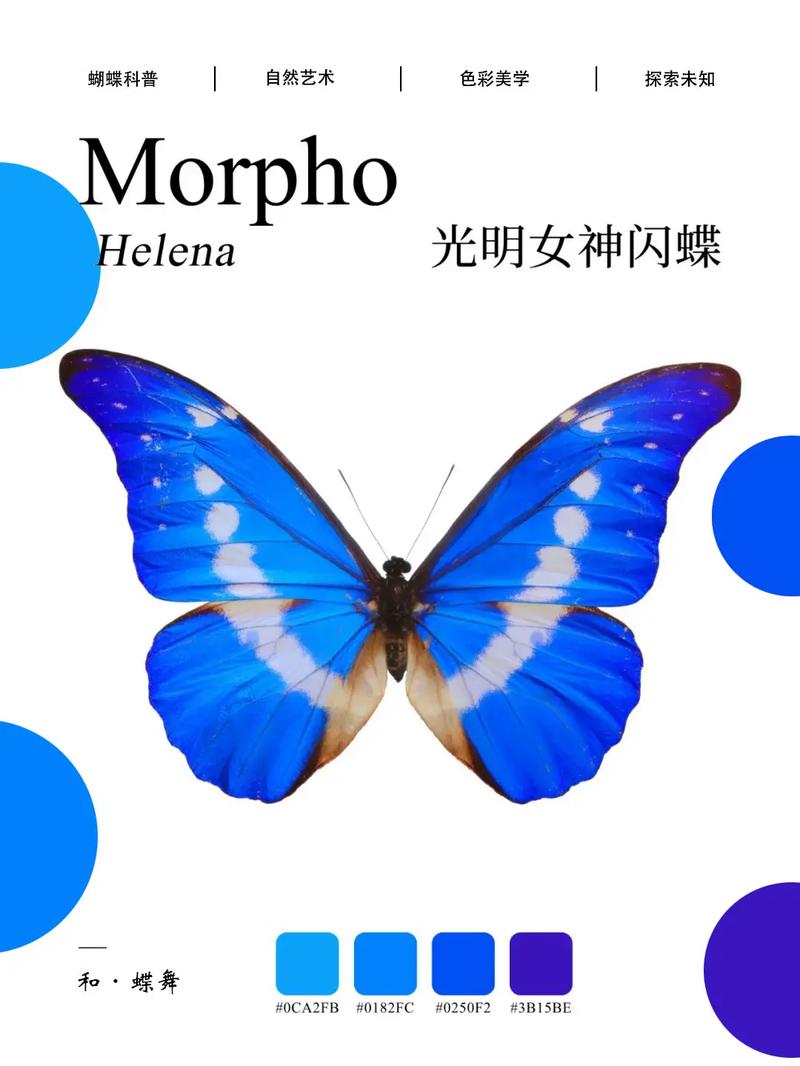 翩翩起舞的蝴蝶，你叫什么寓意美好的名字呢？