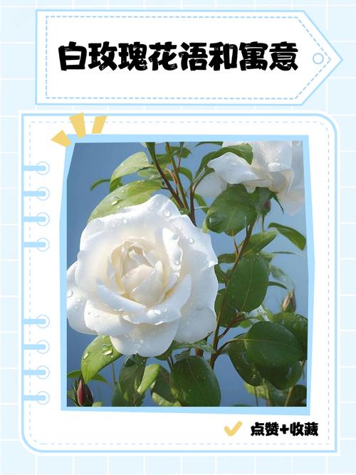 白玫瑰的花语和寓意究竟代表了什么美好的象征？