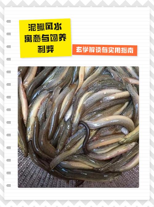 泥鳅在风水上究竟象征着什么其寓意有何特殊之处？