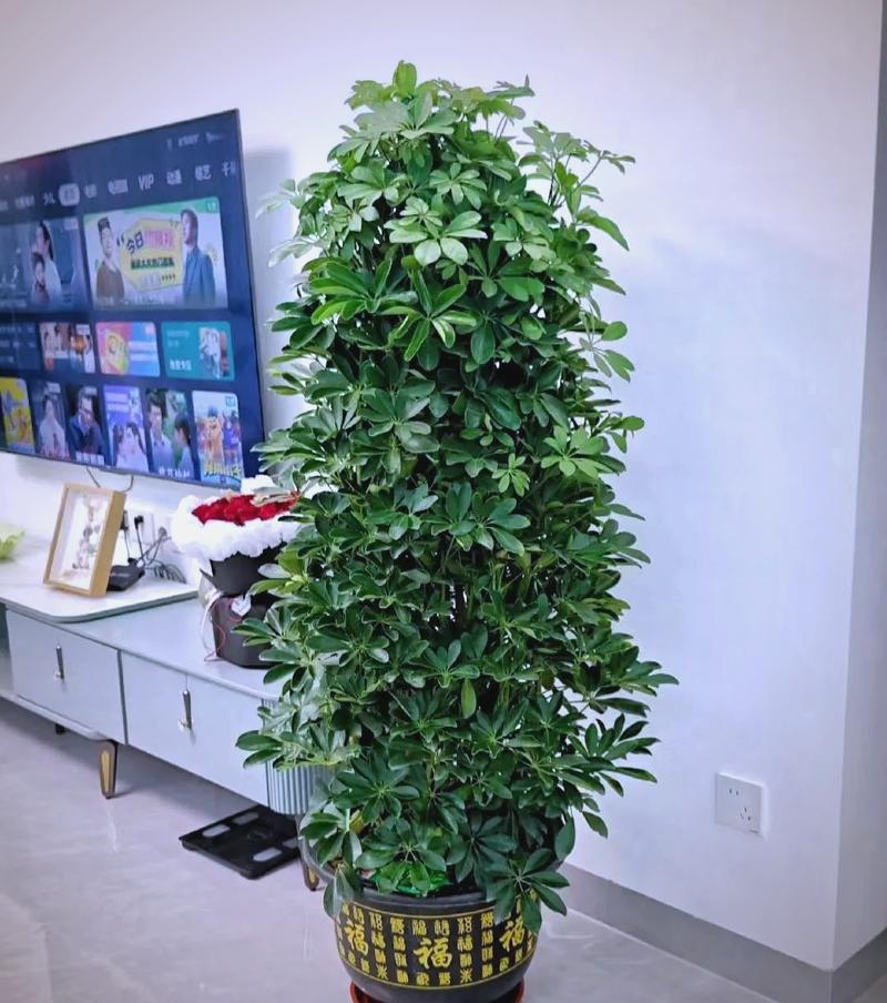属狗人移栽哪种植物嫩招财？店铺摆放何物既招客又招财？