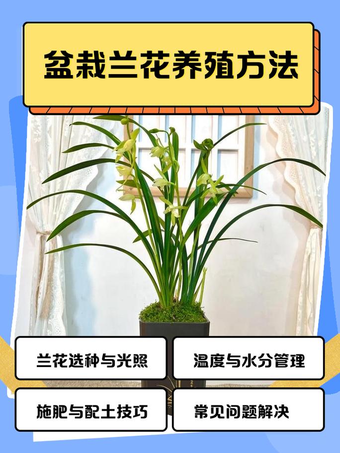 养兰花这么久了有没有什么秘诀能让我的兰花在朋友圈里脱颖而出呢？