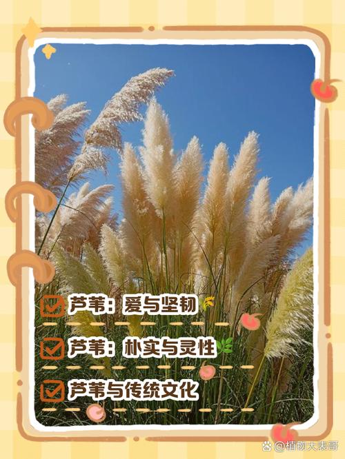 芦花歌曲的寓意是什么歌词中表达的情感和哲理是什么？