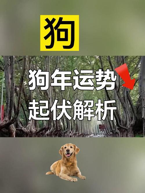 1994年属狗人每个月运势如何？