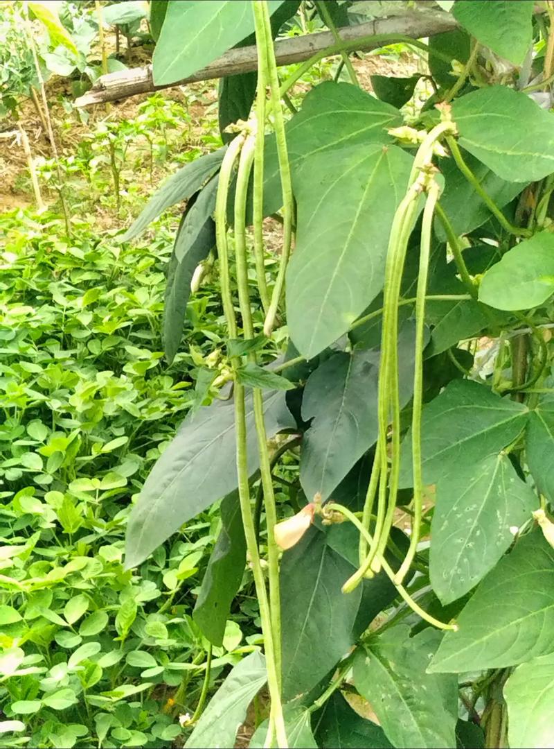梦见豆角架上长满豆角长出蛇头张嘴，这预示着什么？
