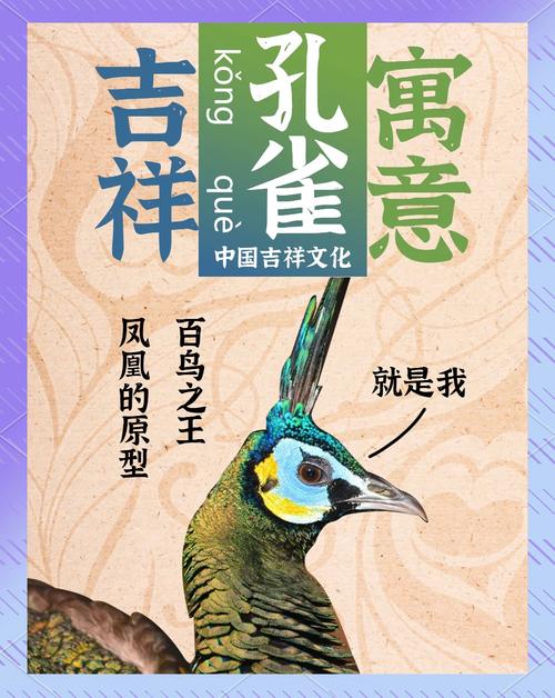 孔雀羽毛的寓意及象征意义究竟是什么？