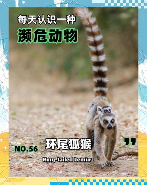 悬崖象征着哪个生肖动物？它的尾巴长吗？