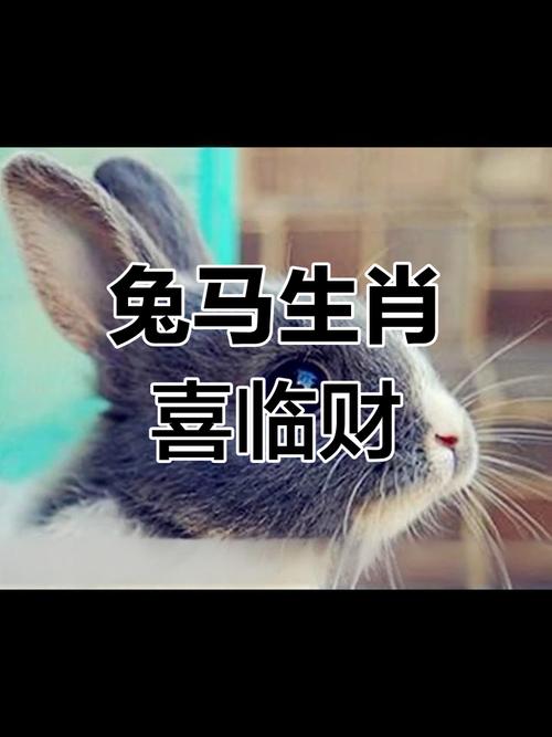 2023兔年生肖马的情感运势如何？生肖马在兔年运势具体表现是什么？