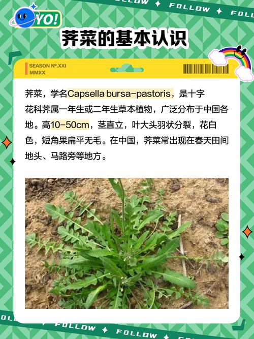 梦见自己割荠菜是什么预兆或有什么特殊含义？