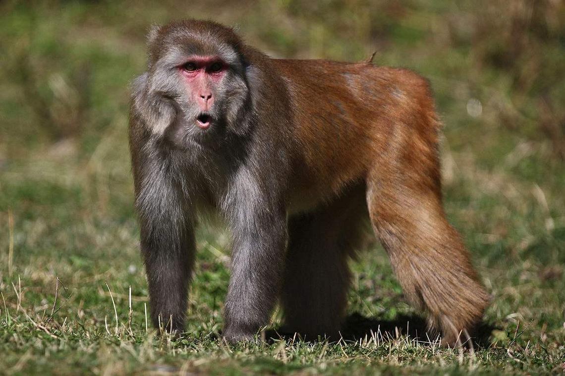 广东粤北发现的青猴，摇尾巴晃脑袋的动物有哪些？