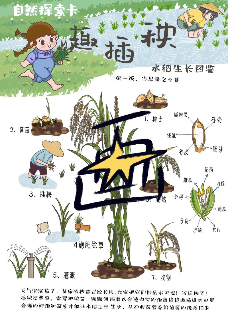 落秧通常在哪个具体的月份进行，而插秧又是哪个季节的活动呢？