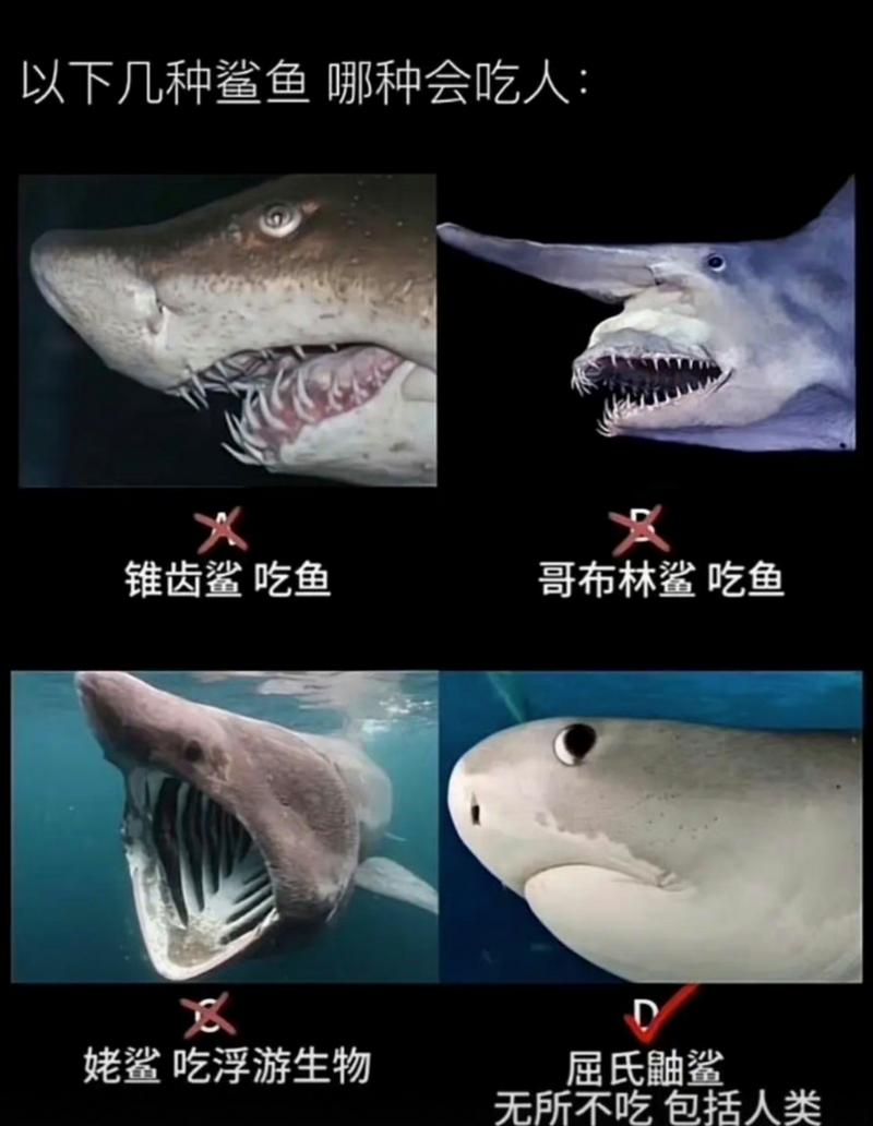 梦到鲨鱼吃人预示着什么？是吉是凶？