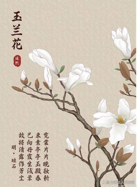 白居易玉兰花诗句经典有哪些？