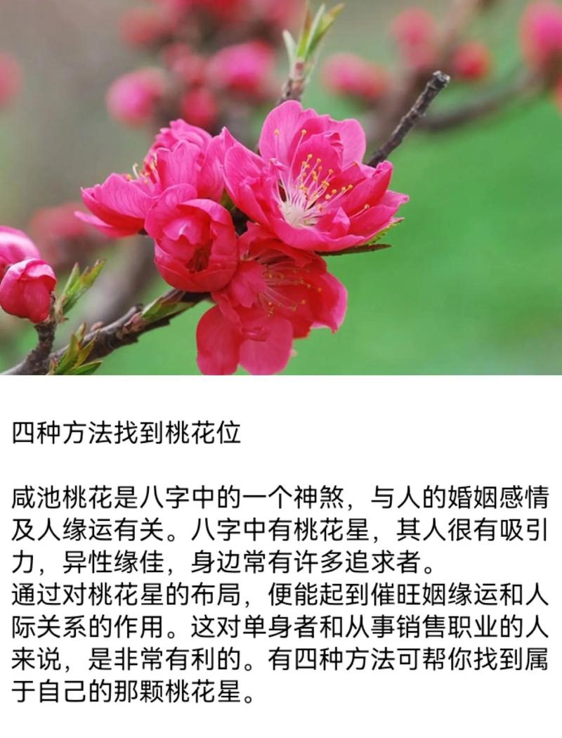 属羊人如何通过哪些方法有效提升自己的桃花运？
