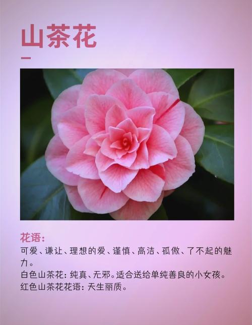 日本山茶花究竟蕴含着怎样的爱情寓意和象征？