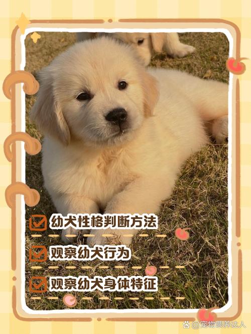 幼犬长大后如何判断是否会凶猛？