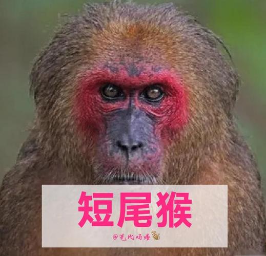 红颜薄命八字差指的是哪种动物，它的尾巴忒别长呢？