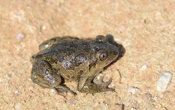 梦见被蟾蜍夹手或咬手究竟预示着什么不祥的征兆或暗示？