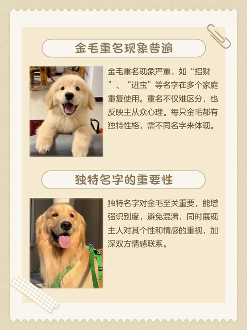 金毛小狗叫公的时尚这个名字时尚吗？有没有梗好的名字推荐？