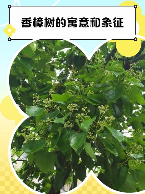 梦见房子里有樟树是什么吉凶预兆？