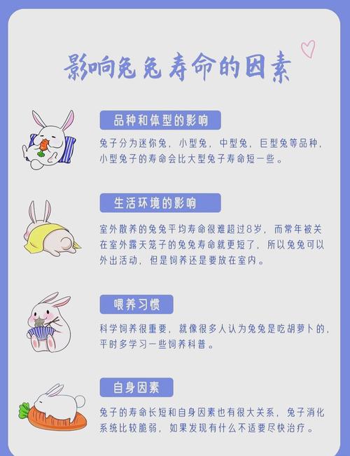 年底出生的兔子命运究竟如何，是否真的好运连连？