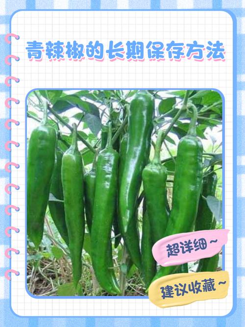 梦见青辣椒长得旺盛，这预示着什么好运即将来临？