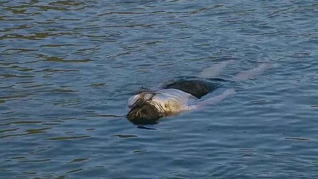 梦见自己在河里拉死人预示着什么？