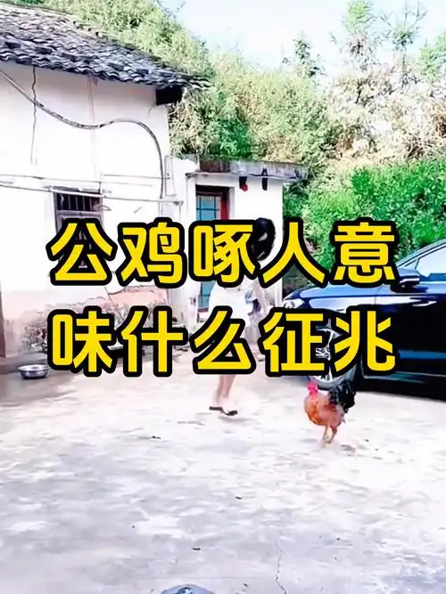 梦见大公鸡啄人是什么预兆？预示着什么不好的事情发生？