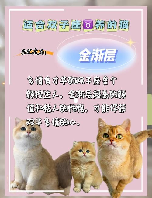 双子座到底应该选购哪种猫咪品种，最适合他们的性格特点呢？