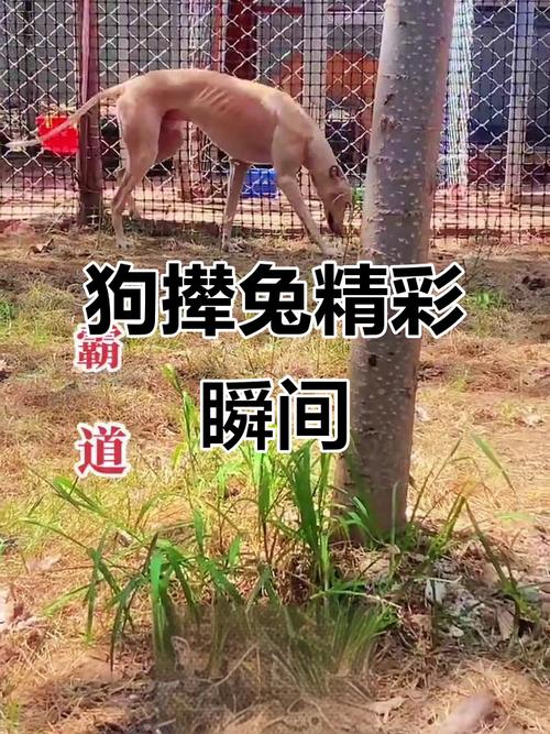有哪些品种的狗擅长追逐兔子？