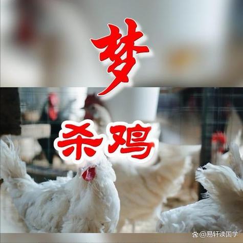 梦见杀鸡是凶是吉？梦见看见杀鸡预示着什么？