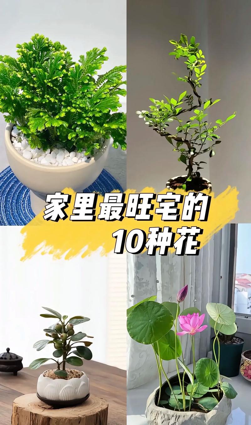 五行属土的植物和花，适合在旺宅室养护的是哪些？