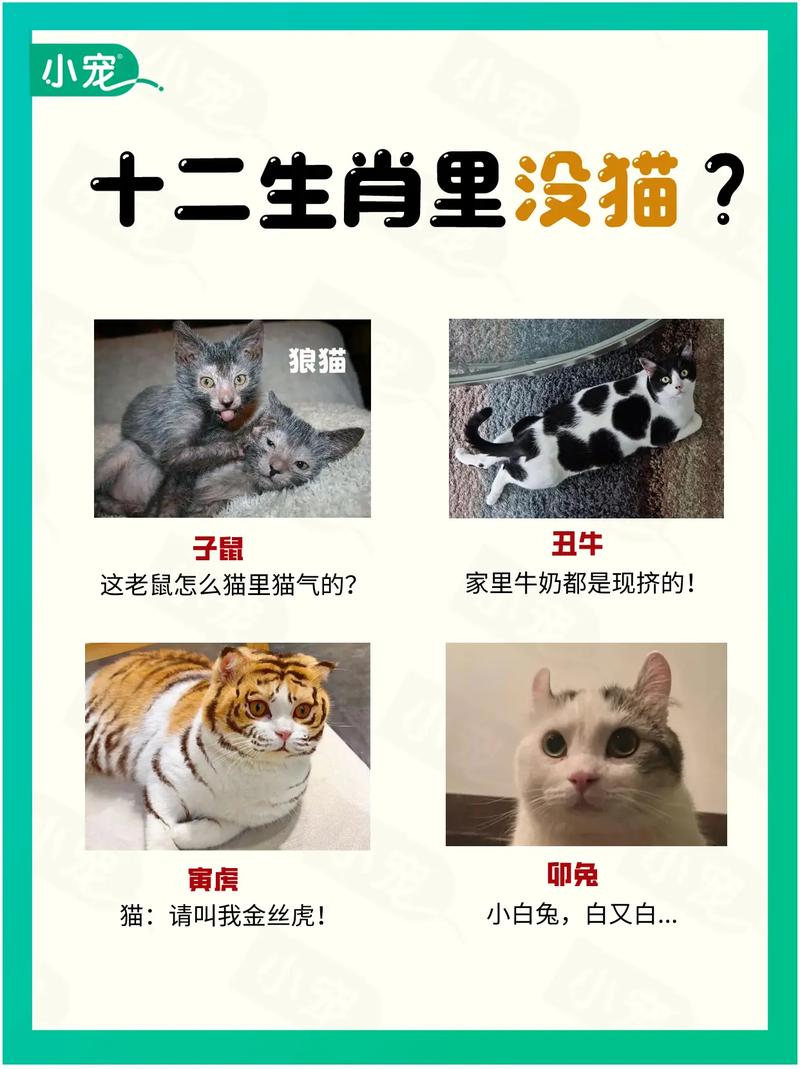 为什么十二生肖里没有猫，老虎却常被称作猫？