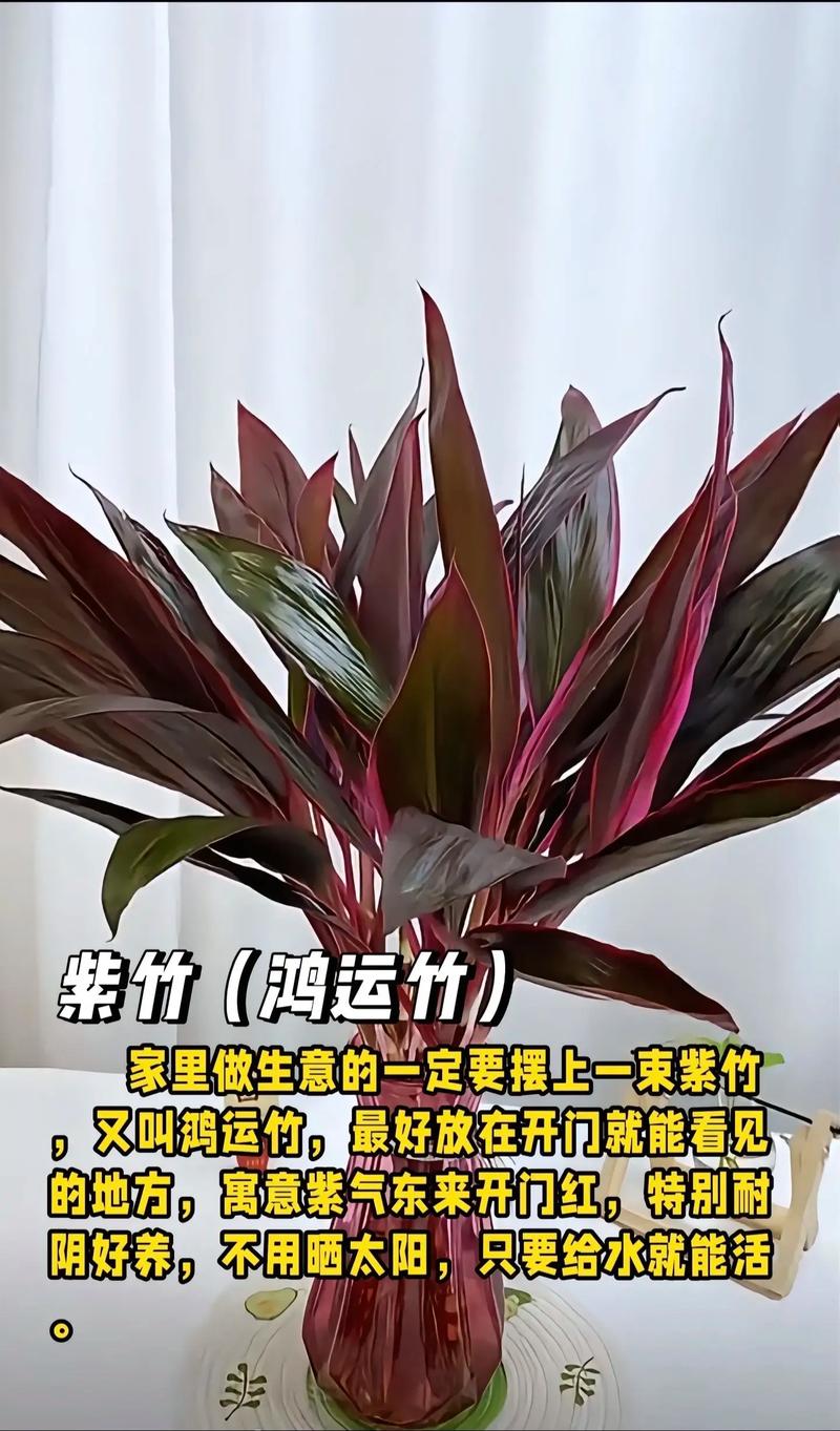 五行属土的植物和花，适合在旺宅室养护的是哪些？