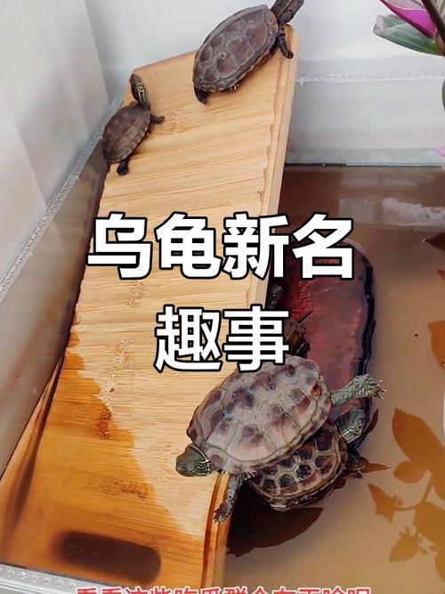 给乌龟起个萌萌的名字，有没有什么三个字的建议呢？