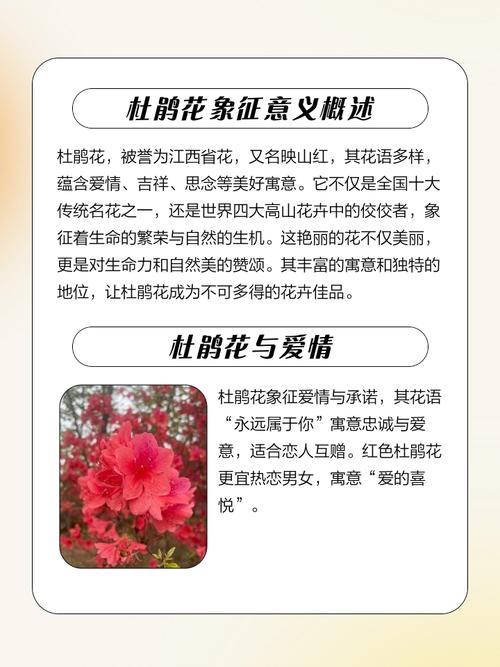 杜鹃花的风水寓意有哪些？如何改善家居风水？