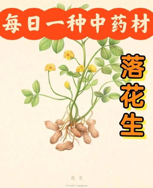 女人梦见在花生地里捡花生是什么预兆或含义？