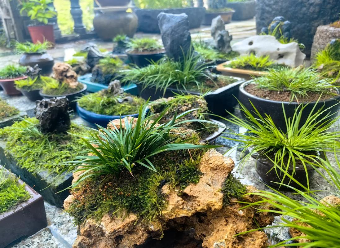 菖蒲摆放的最佳风水位置是哪里？它的风水作用有哪些？