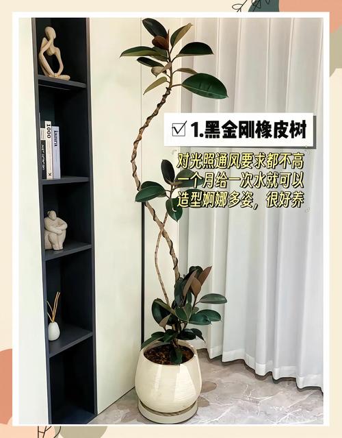 客厅适合养哪些植物？推荐6种适合室内养护的植物。
