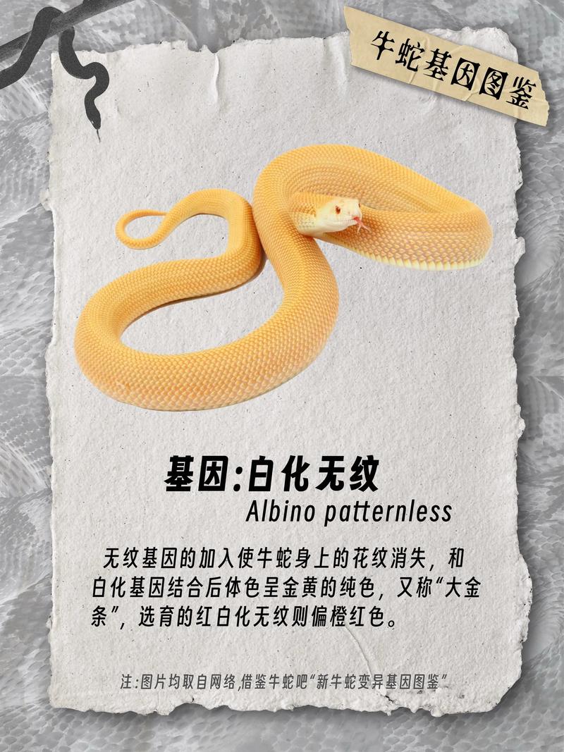 金榜题名中的动物是牛蛇，那么这个生肖是哪个？