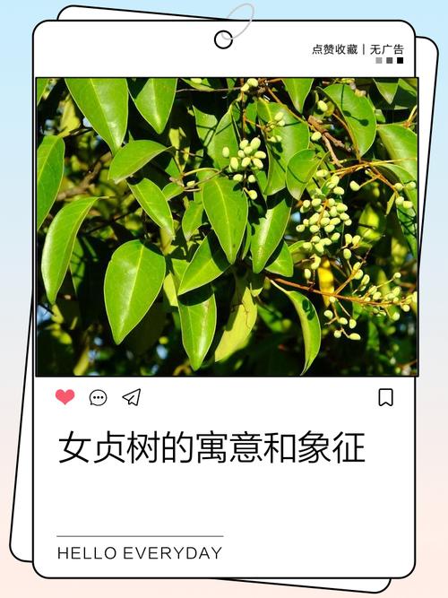 为什么爱情被称为常青树，它究竟有何独特之处？